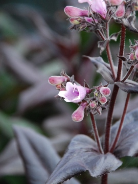 penstemon-dark-tower0.JPG