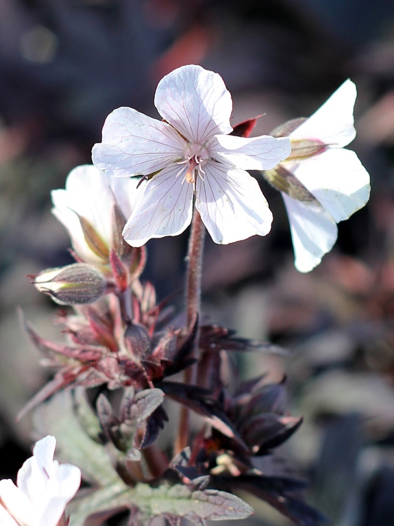 Bodziszek łąkowy 'Purple Ghost'