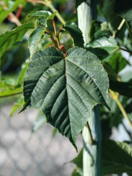 Klon Dawida 'Viper' PBR - liść