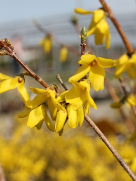 Forsycja pośrednia 'Goldzauber'