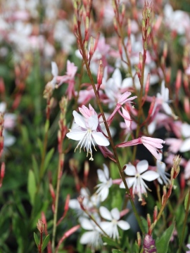 Gaura 'Graceful Blush'