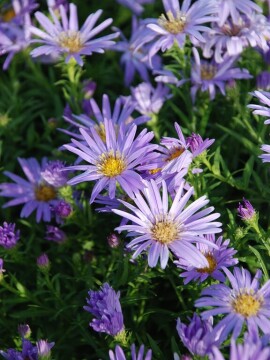 aster-mittelmeer-2.jpg