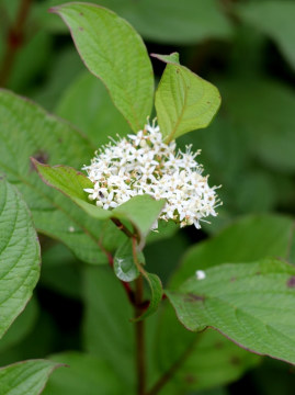 Kwiaty derenia białego 'Siberian Pearls' 