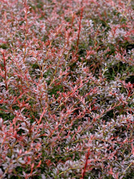 Berberys Thunberga 'Red Dream' PBR