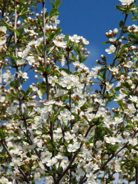  Wiśnia osobliwa 'Umbraculifera'