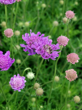 Drakiew gołębia 'Vivid Violet'