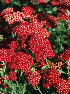 Krwawnik pospolity 'Sassy Summer Sangria' - początek kwitnienia