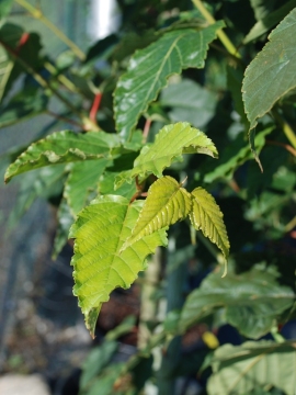 Klon Dawida 'Viper' PBR - młode liście