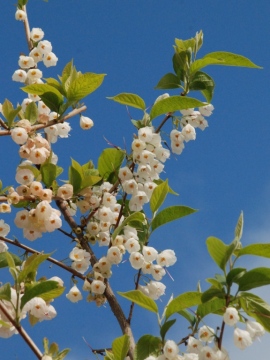 Ośnieża karolińska