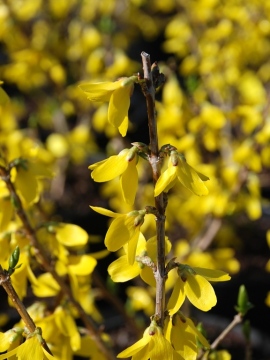 Forsycja pośrednia 'Goldzauber'