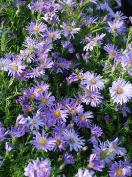 Aster 'Mittelmeer'