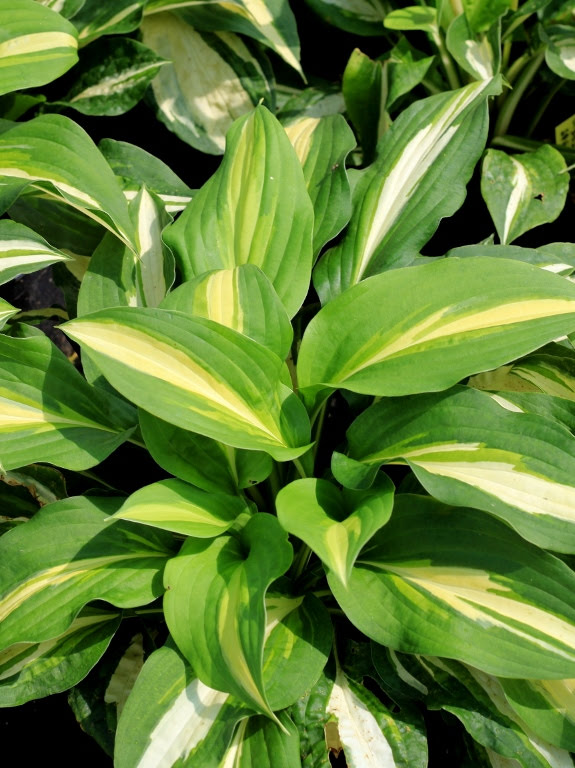 Funkia 'Lakeside Spellbinder'