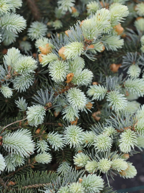 Świerk kłujący 'Glauca Globosa'