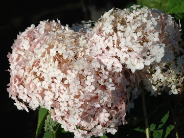 Hortensja 'Candybelle Marshmallow' PBR