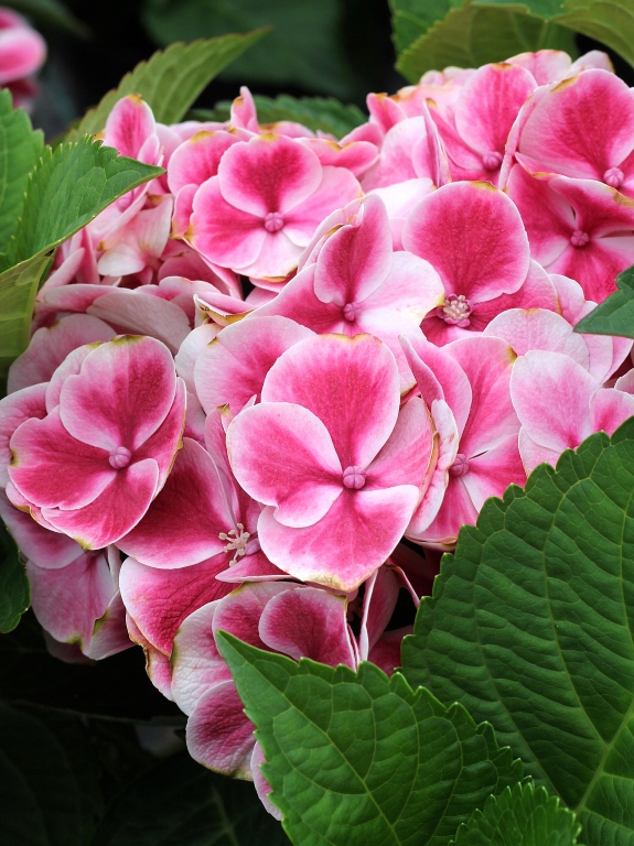 Hortensja ogrodowa 'Tivoli Rot'