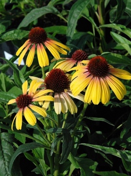 Jeżówka 'Rainbow Yellow'