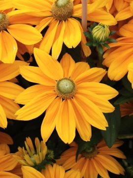 Rudbekia Sunbeckia® Ophelia