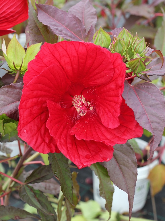 Ketmia 'Midnight Marvel'