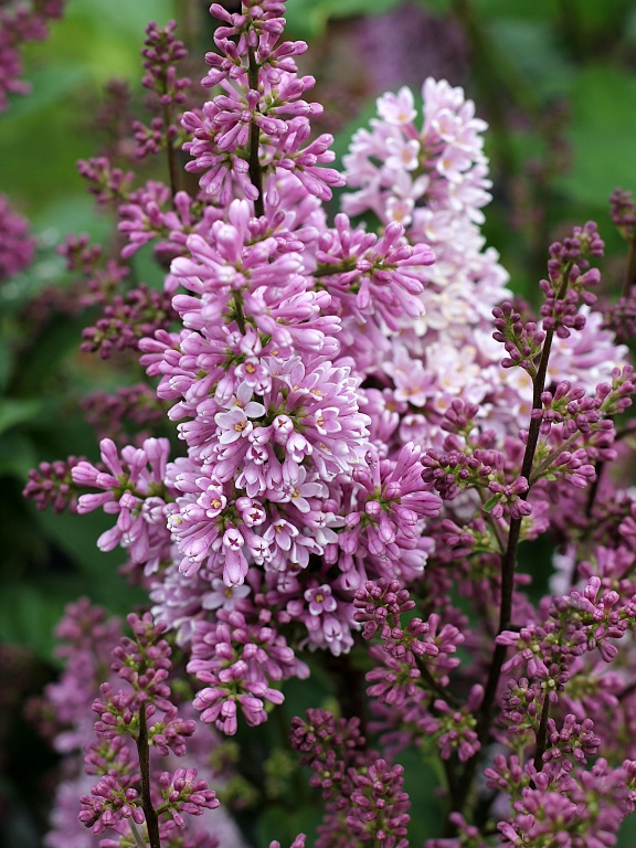 Lilak 'Minuet'