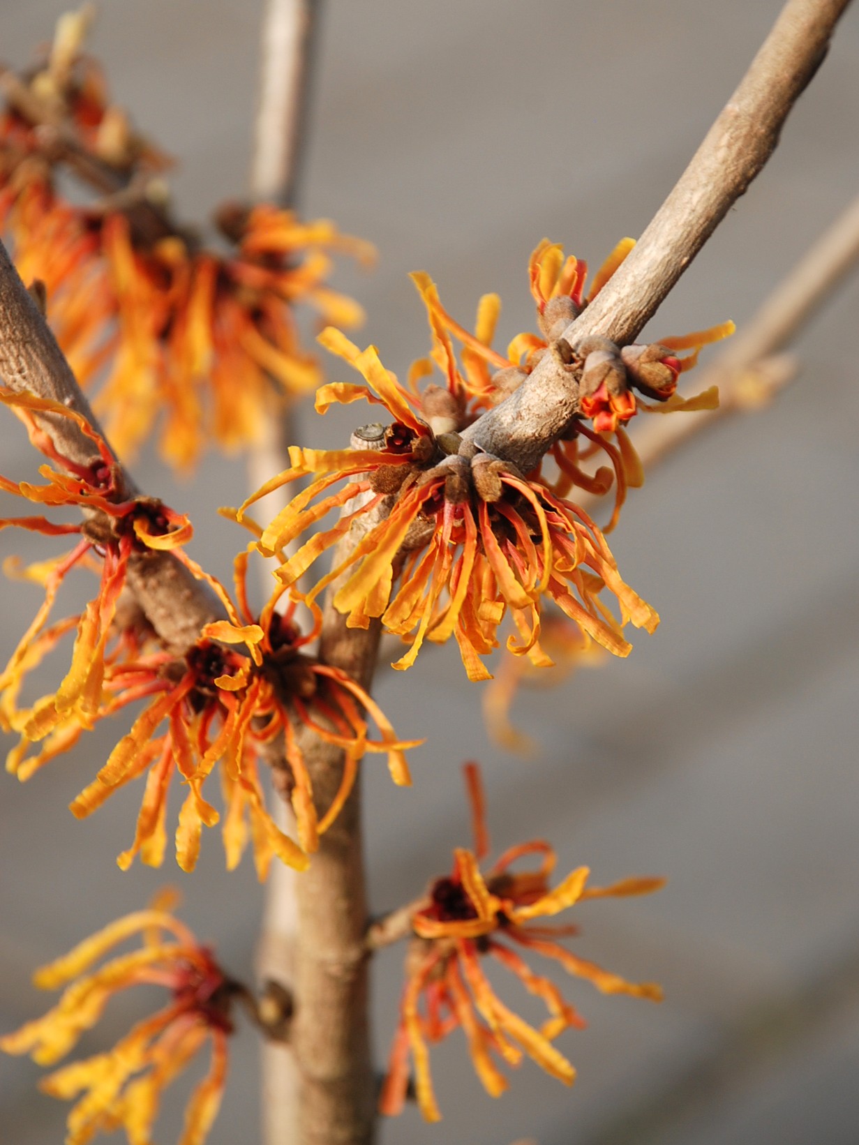 Oczar pośredni 'Orange Peel'