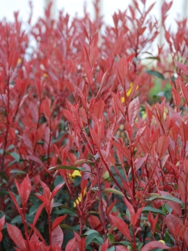 Młode przyrosty głogownika Frasera 'Carré Rouge'