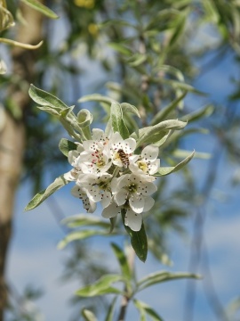 grusza-wierzbolistna-pendula-0.JPG