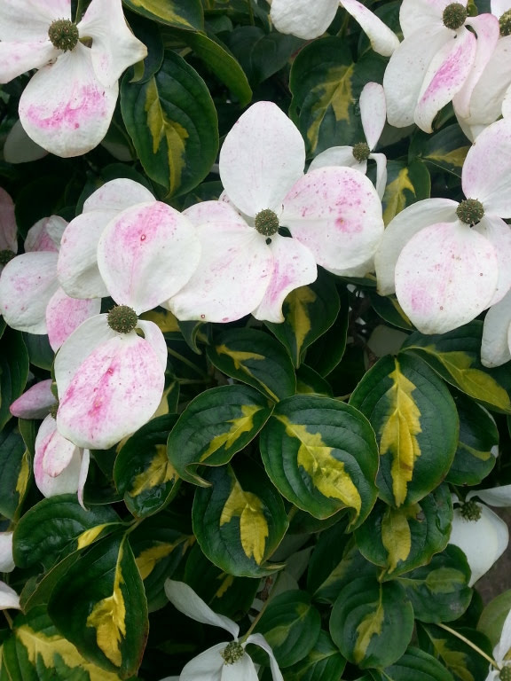 Kwiaty derenia kousa 'Gold Star'