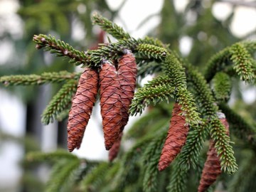 Szyszki świerka kaukaskiego 'Aureospicata'