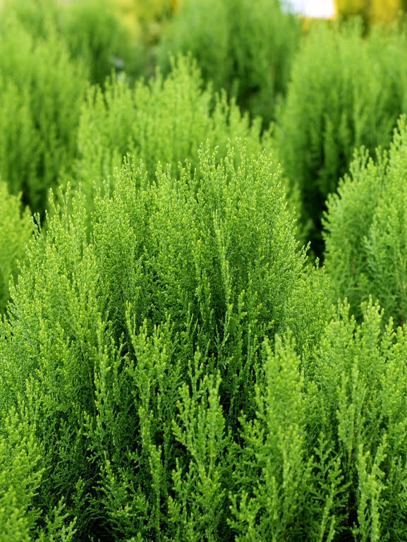 Biota wschodnia 'Madurodam'