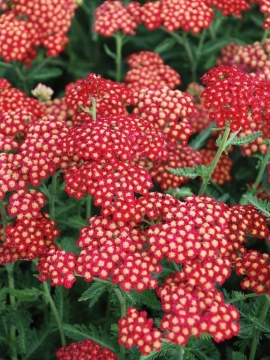 Krwawnik pospolity 'Sassy Summer Sangria' - przekwitające kwiatostany