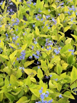 Brunera wielkolistna 'Diane's Gold'