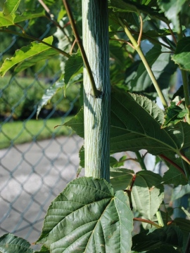 Klon Dawida 'Viper' PBR - prążkowana kora