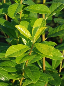 Laurowiśnia wschodnia 'Novita'