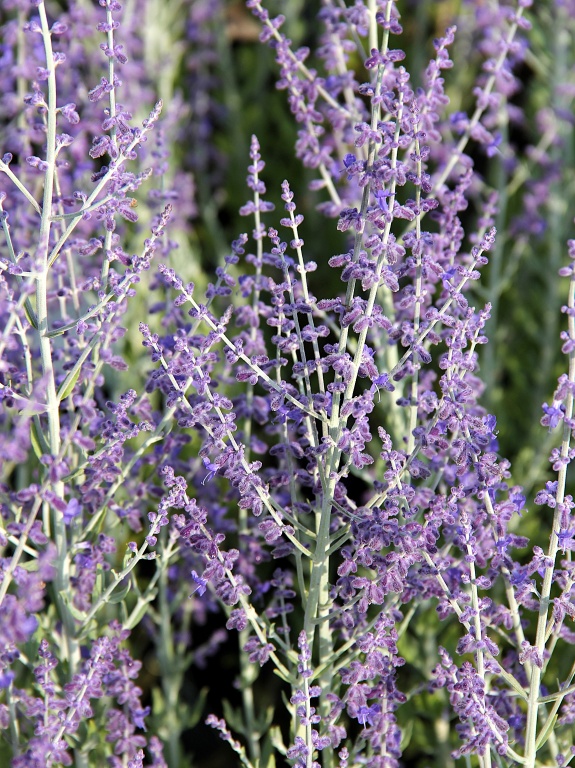 Perowskia łobodolistna