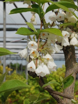 Ośnieża karolińska