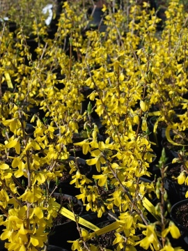 Forsycja pośrednia 'Goldzauber'