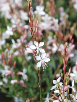 Gaura 'Graceful Blush'