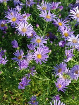 Aster 'Mittelmeer'