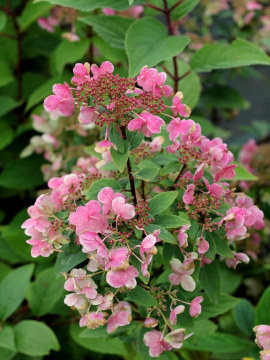  Hortensja bukietowa 'Wim's Red'