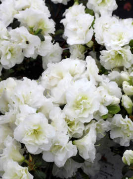 Azalia japońska 'Hachschnee' SCHNEEPERLE