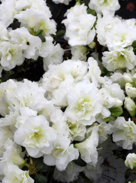 Azalia japońska 'Hachschnee' SCHNEEPERLE