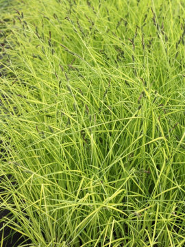 Turzyca sztywna 'Aurea'
