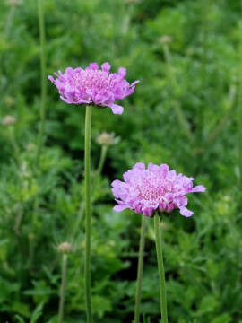 Drakiew gołębia 'Vivid Violet'