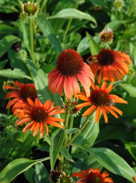 Jeżówka 'Orange Skipper