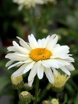 zlocien-banana-cream.jpg