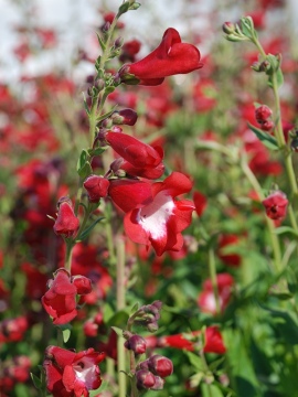 Penstemon 'Rubicunda'