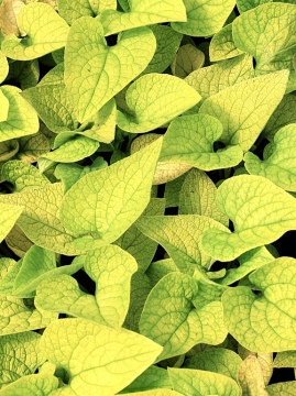 Brunera wielkolistna 'Diane's Gold'