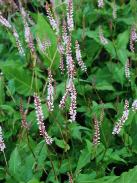 Rdest himalajski 'JS Misty Morning'