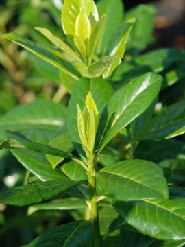 Laurowiśnia wschodnia 'Novita'