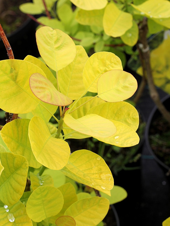 Perukowiec 'Golden Spirit' PBR